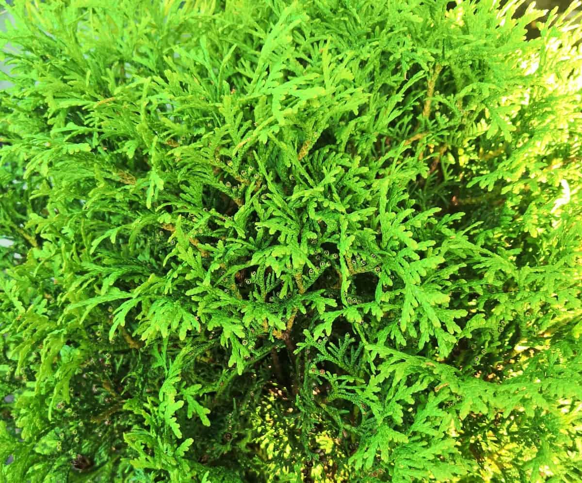 The Leyland cypress is a fast-growing shrub that requires a little extra maintenance.