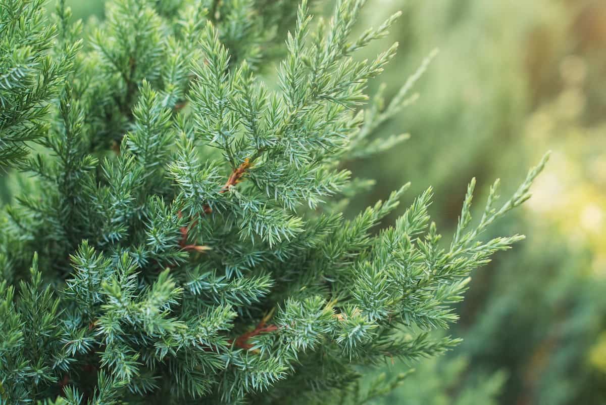 the Leyland cypress grows up to two feet a year