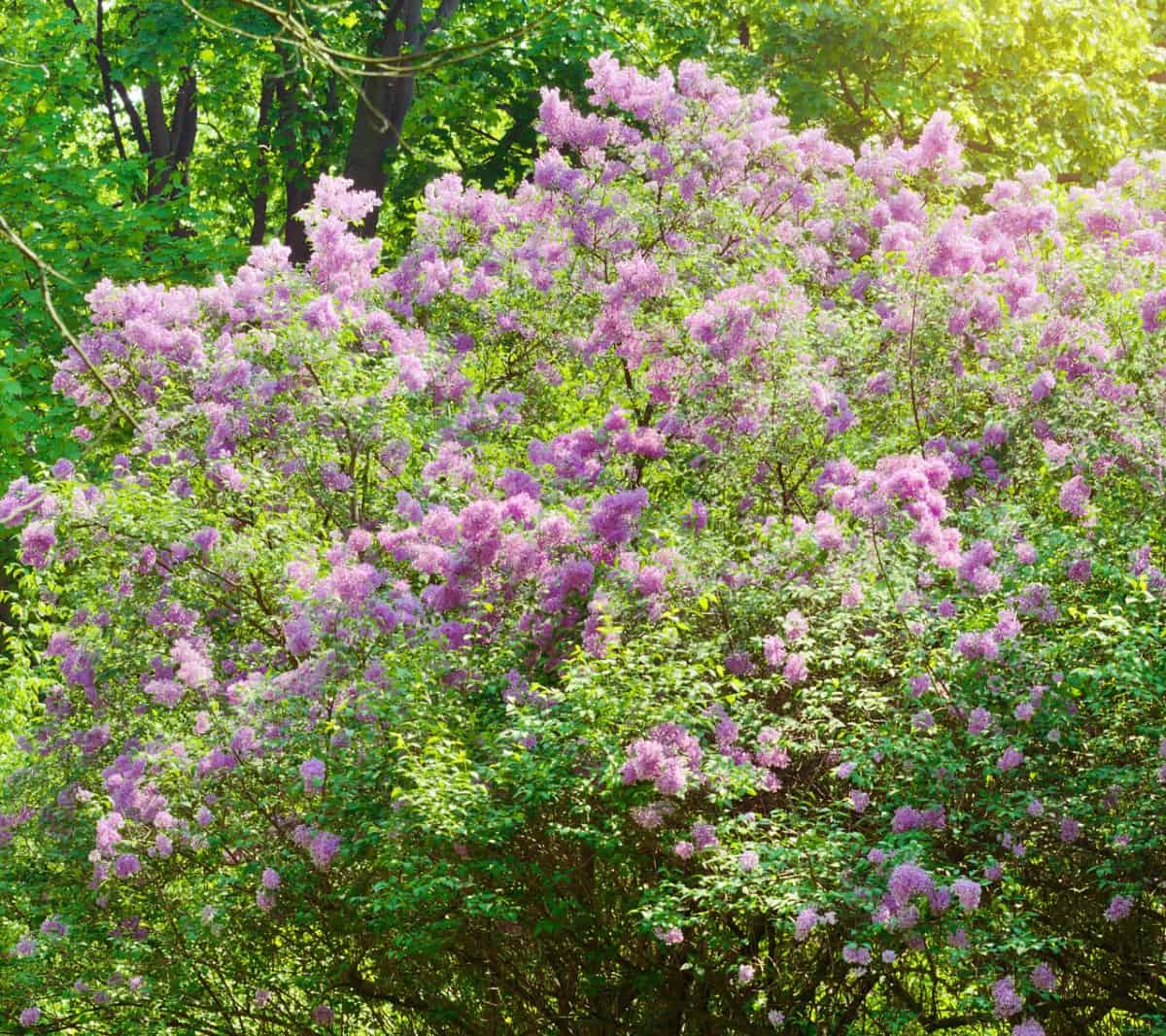 the lilac bush offers both privacy and a delightful scent