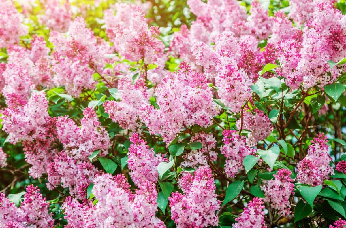 blooming lilac bushes smell heavenly