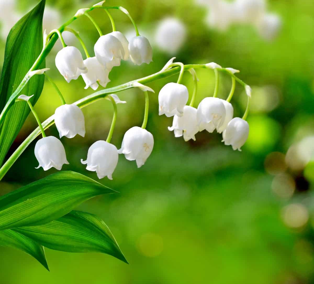 lily of the valley makes an excellent ground cover that smells heavenly