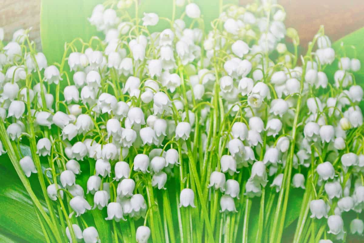 lily of the valley has an almost intoxicating aroma