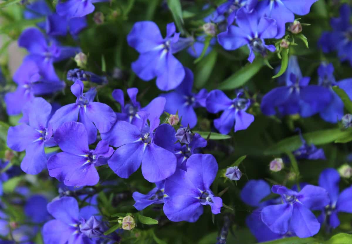 lobelia has amazing blue flowers that love moist soil