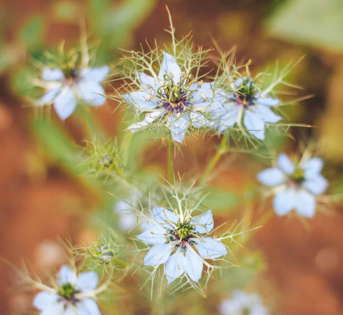 love-in-a-mist is an unusual flower that is great for cutting