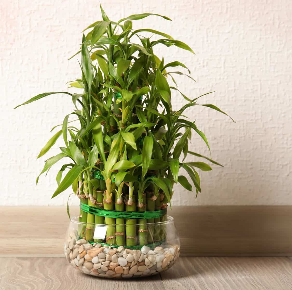 lucky bamboo is an unusual plant that adds interest to any room