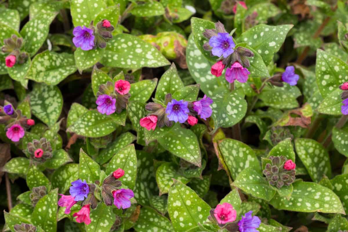 lungwort is a colorful old-fashioned flower