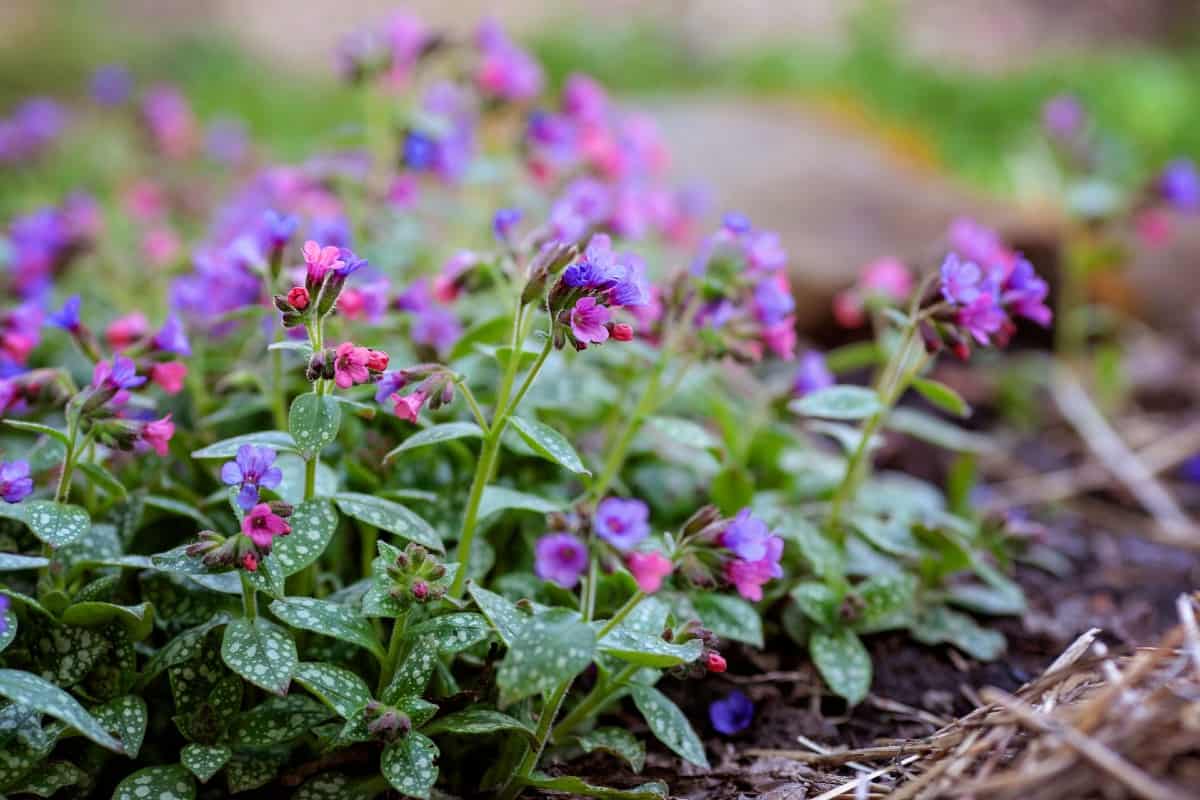 lungwort offers attractive flowers and foliage