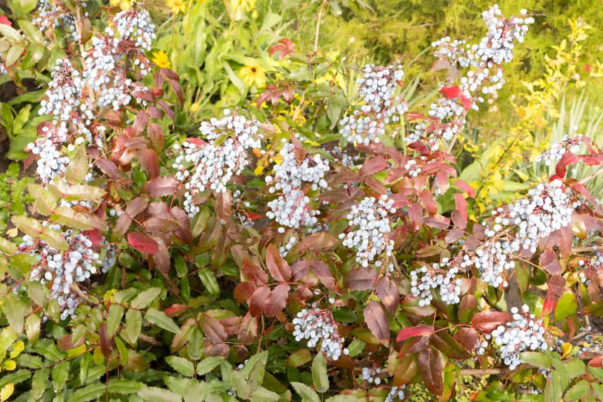 mahonia is an attractive evergreen shrub