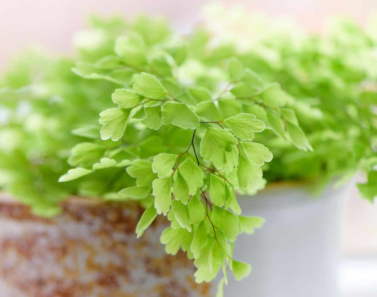 the maidenhair fern has attractive feathery foliage