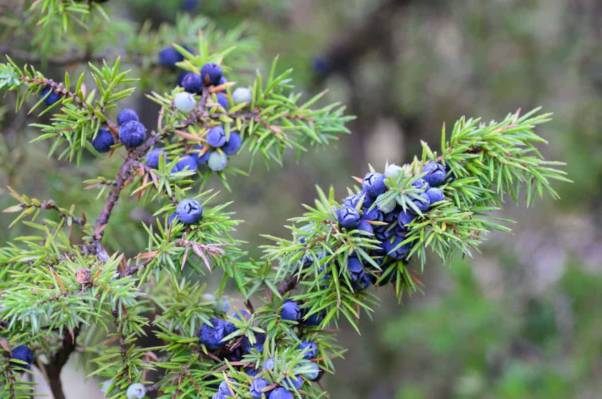 the Maney juniper shrub can handle a variety of weather extremes and still do well