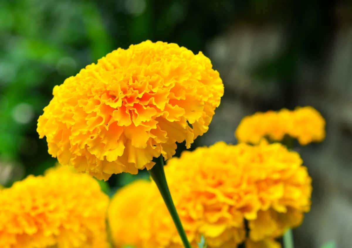 marigolds are hardy and easy to grow