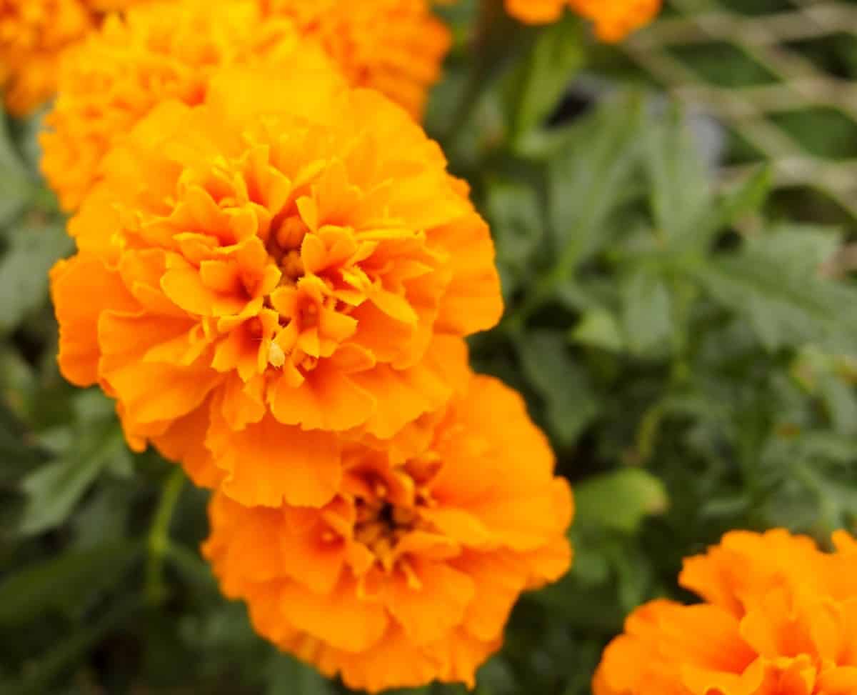 marigolds in pots need to be in the sun