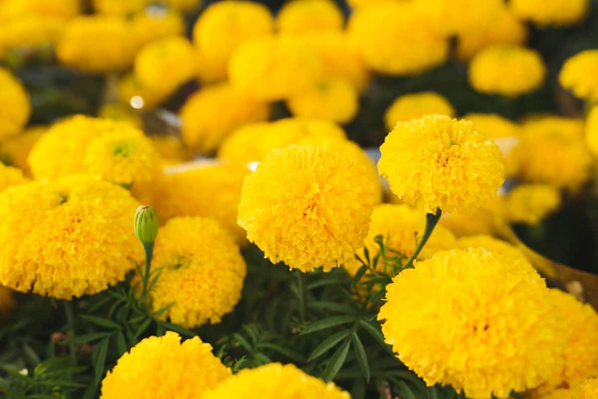 marigolds are one of the easiest plants to grow from seeds