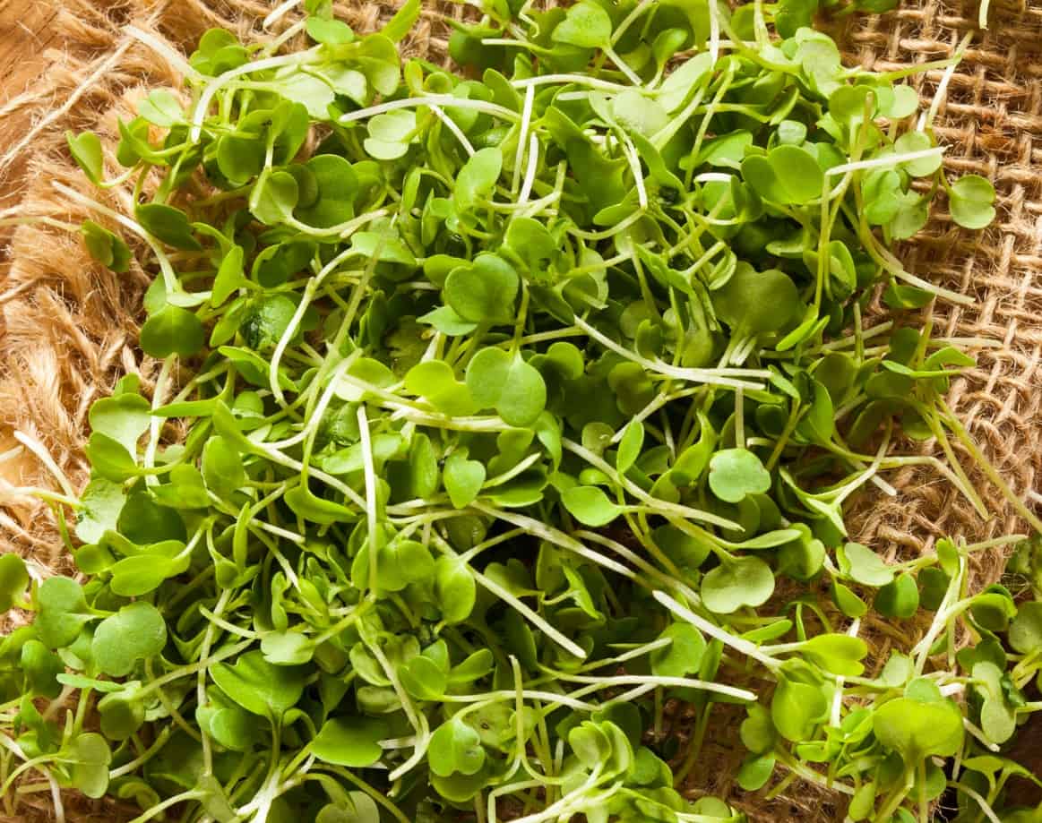 microgreens are the result of early harvesting of ordinary veggies