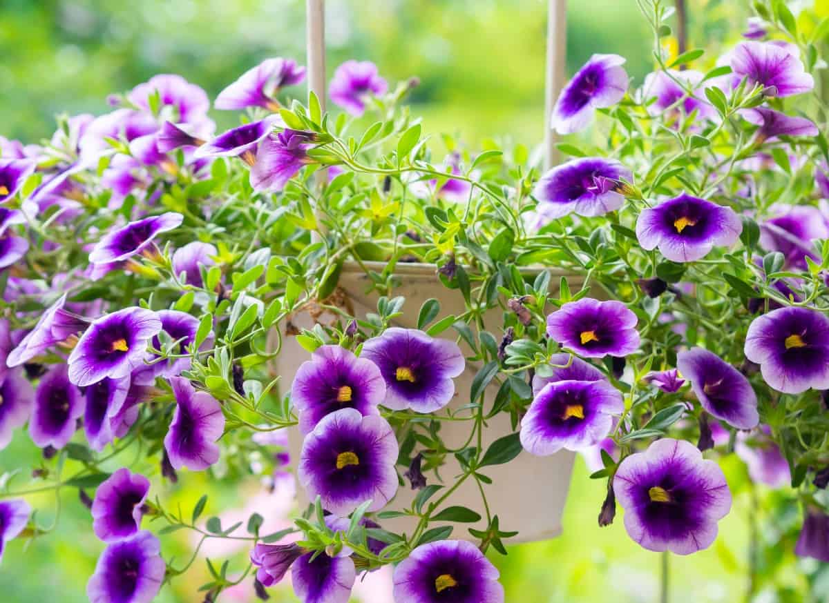 million bells is known for its bright, prolific flowers
