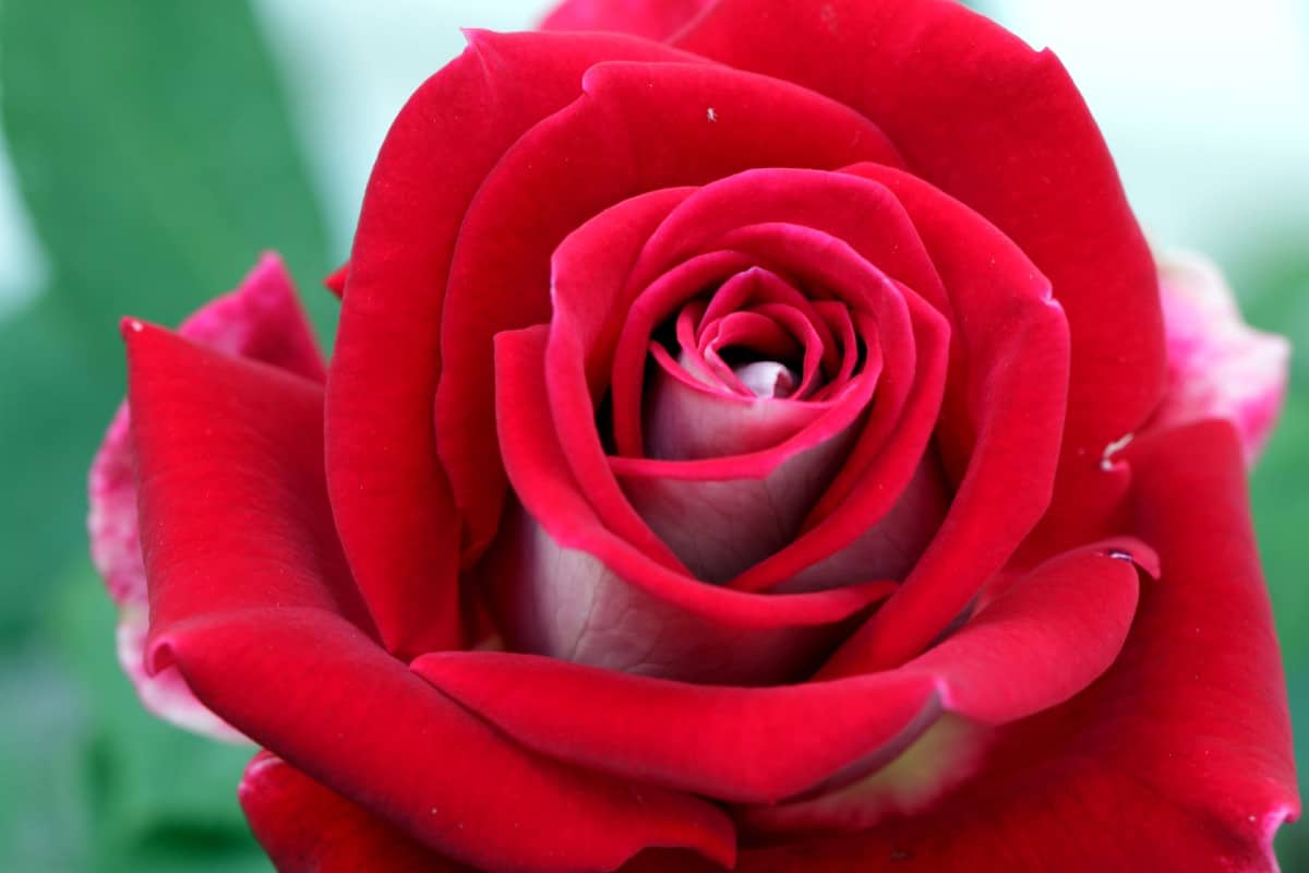 the Mister Lincoln rose is a hybrid tea rose bush