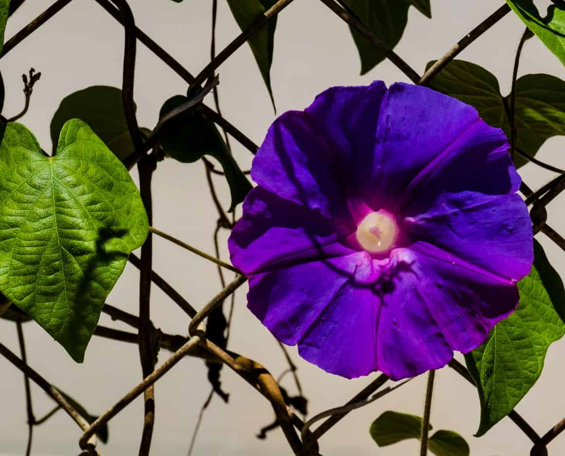 morning glory flowers are annual climbers