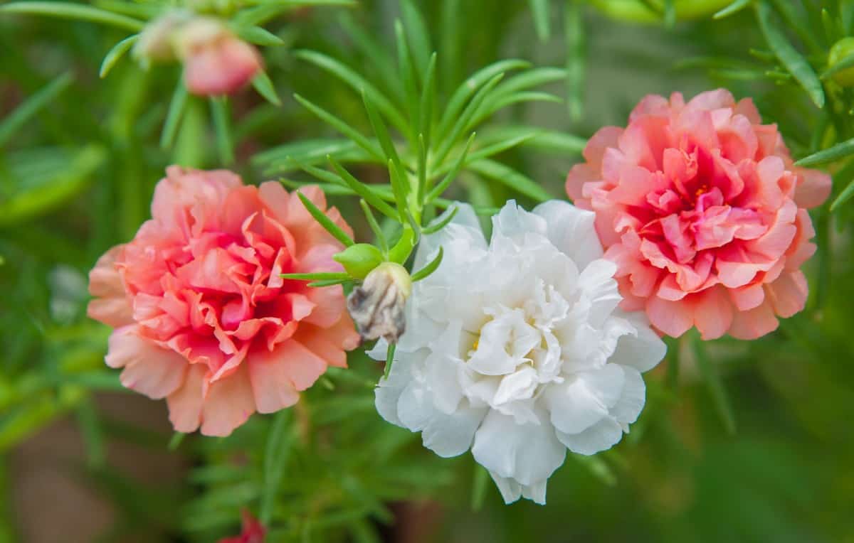 the moss rose has attractive thick succulent-like leaves