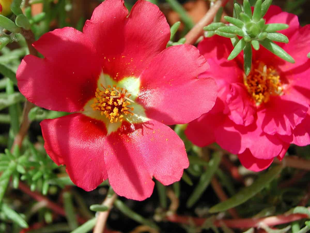moss rose flowers are great succulents for container gardening