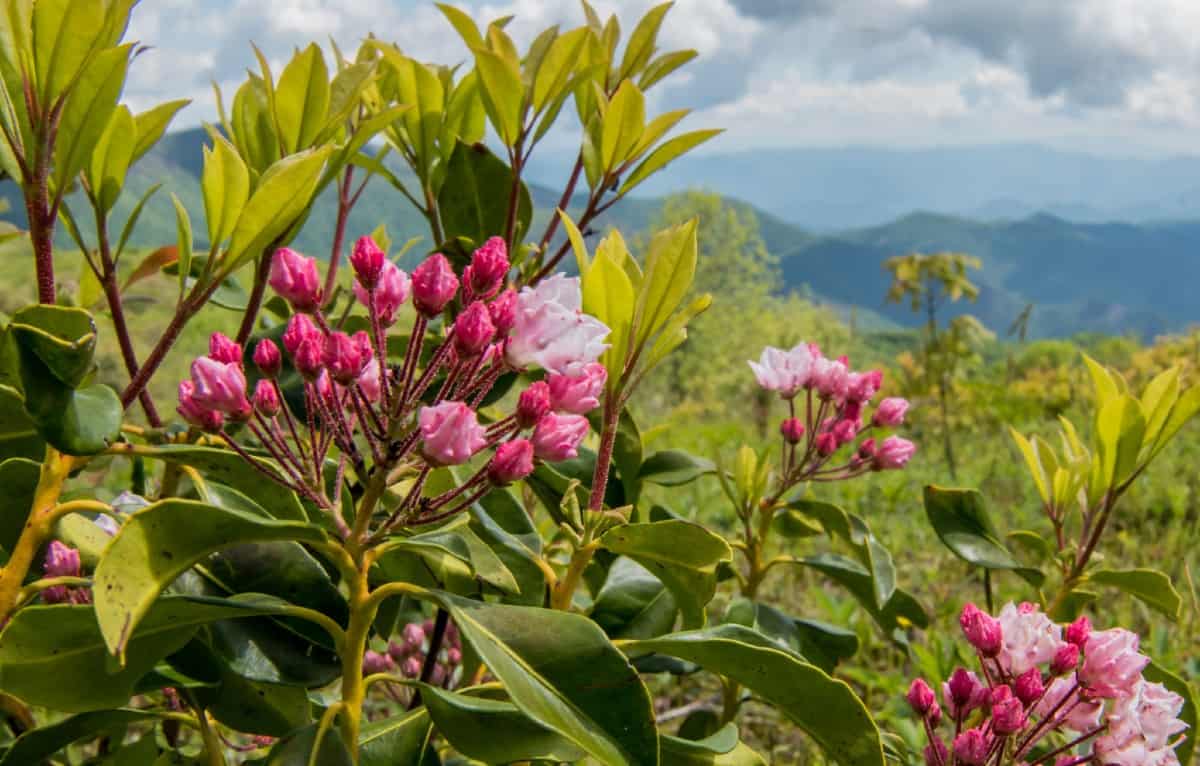 mountain laurel is related to azaleas and other rhododendrons