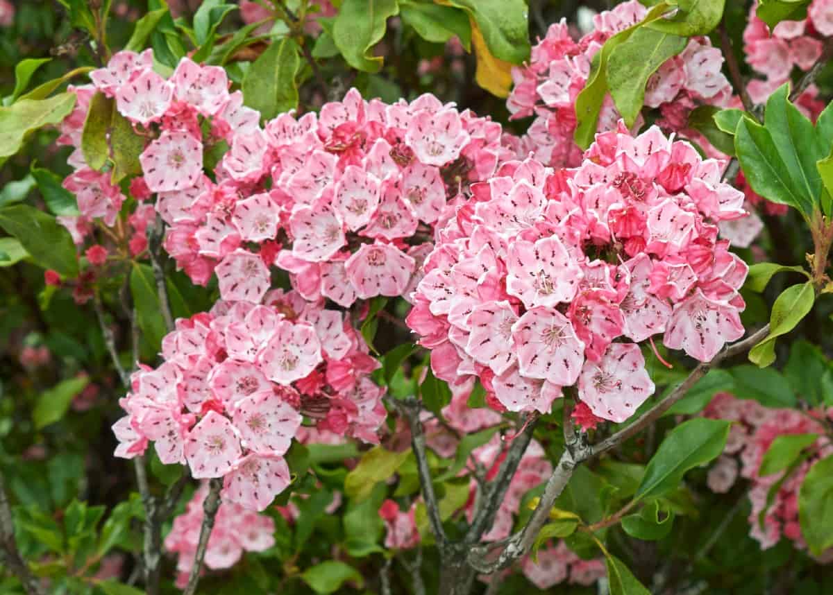 mountain laurel is easy to grow and blooms in late spring