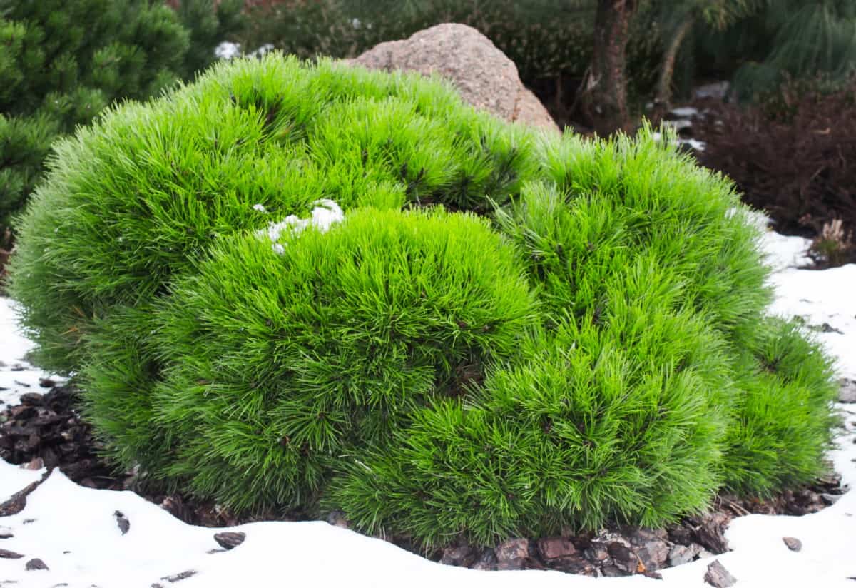 mugo pines are drought-tolerant small trees