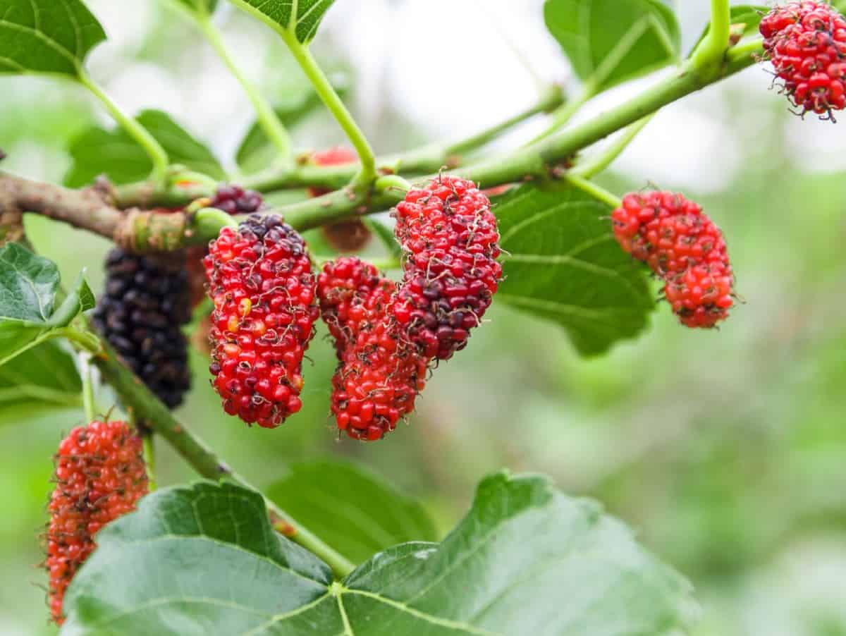 mulberry trees have been around for centuries