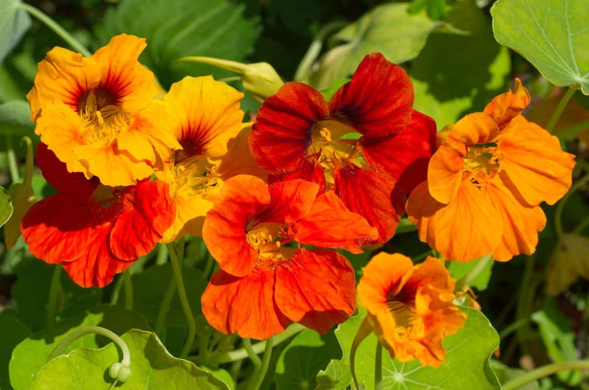 nasturtiums offer attractive flowers and foliage