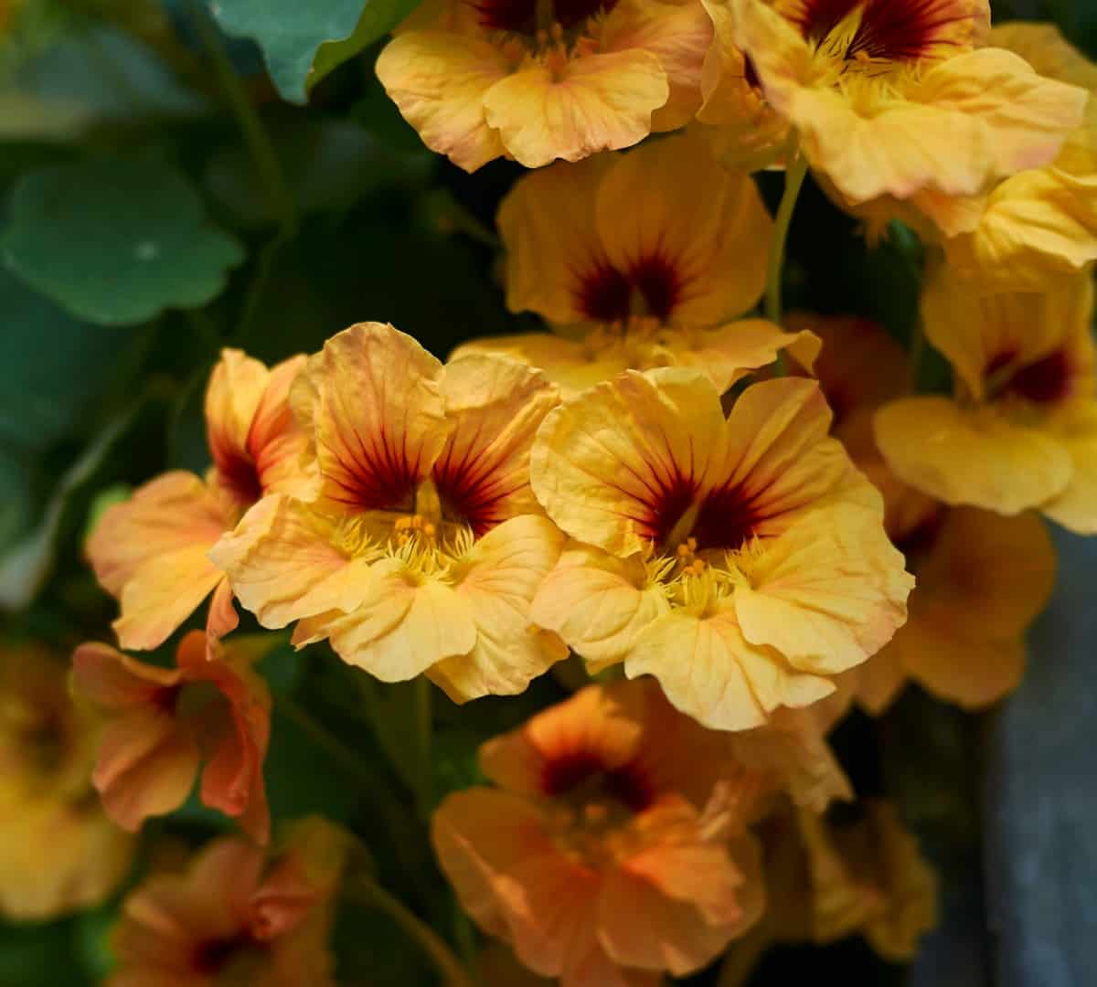 nasturtiums can grow almost anywhere