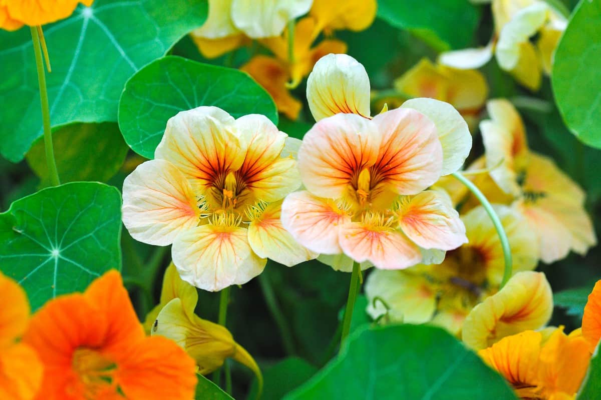 nasturtium is very low maintenance