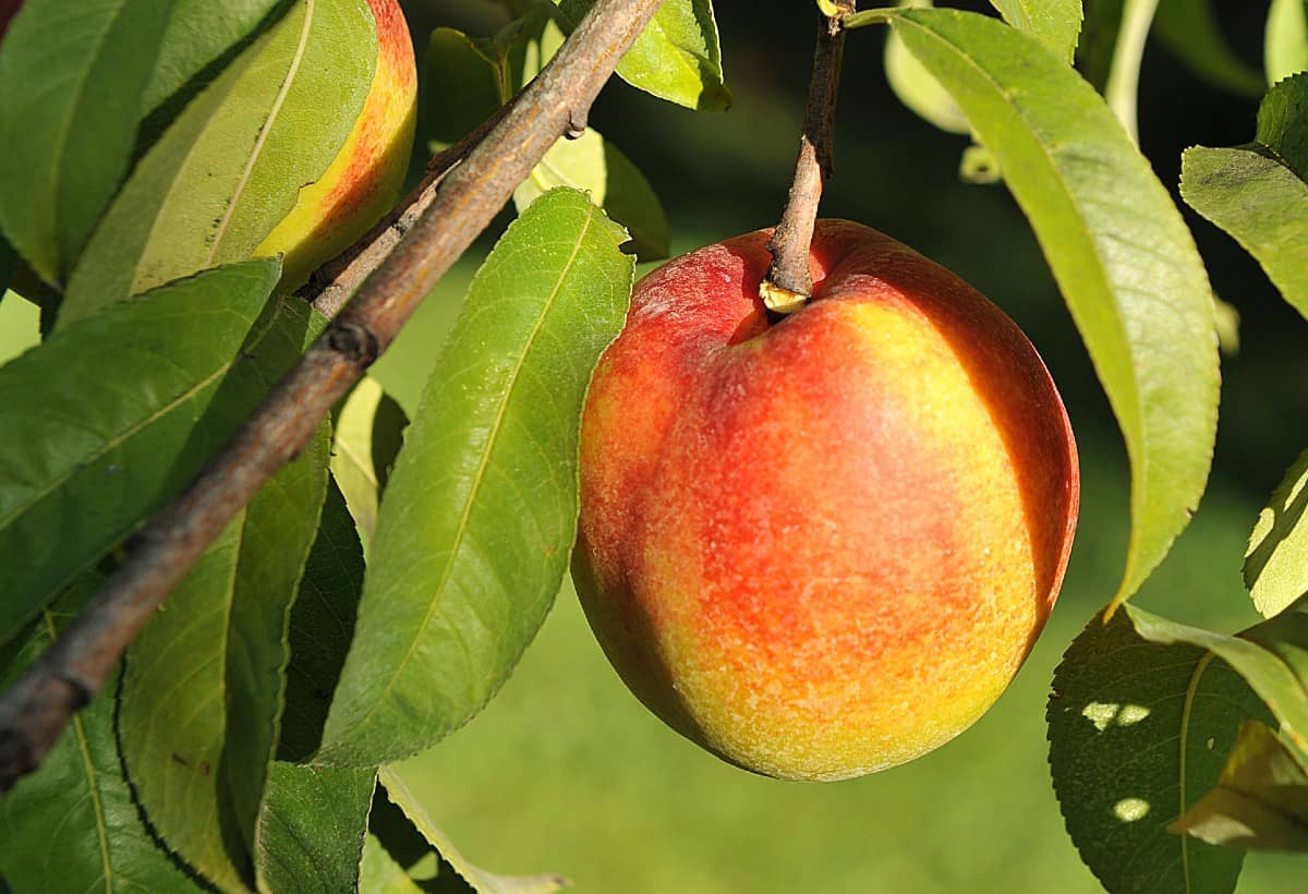 the secret to growing nectarine trees is to trim them frequently