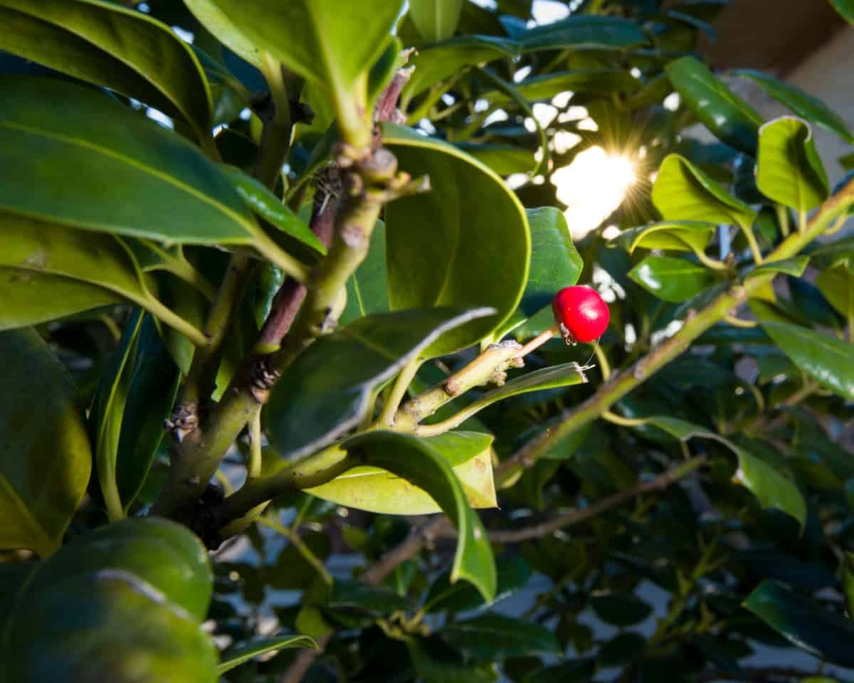 the Nellie Stevens holly doubles as a shrub or tree for privacy