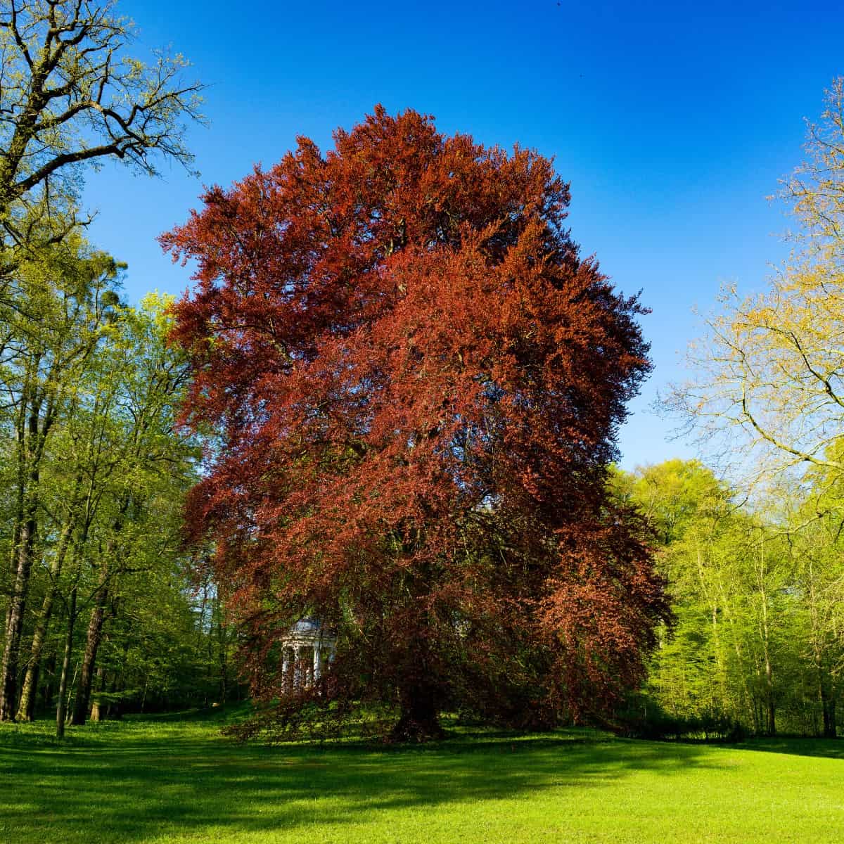 October Glory maple trees require full sun to thrive