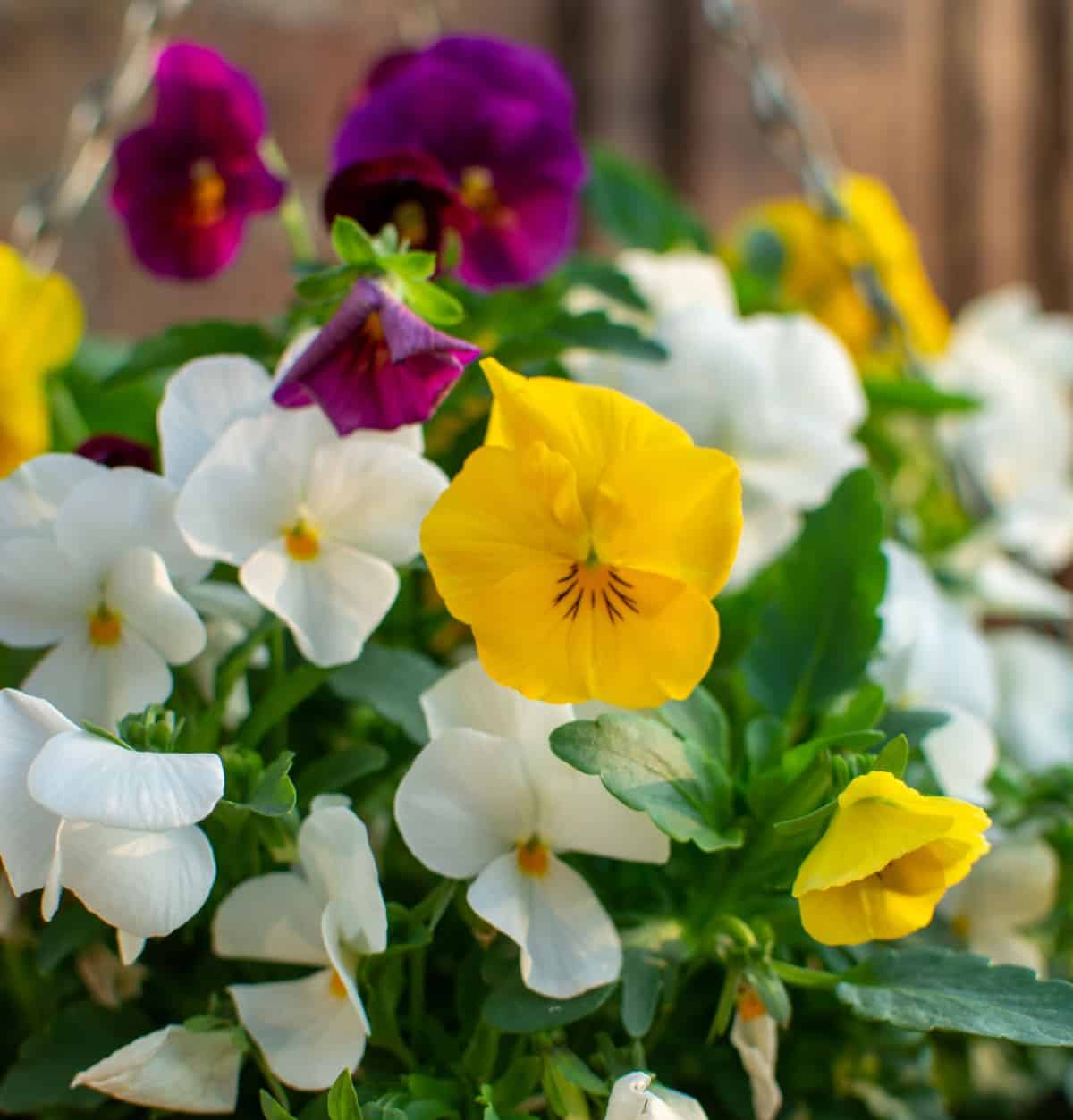 pansies grow well just about anywhere you plant them