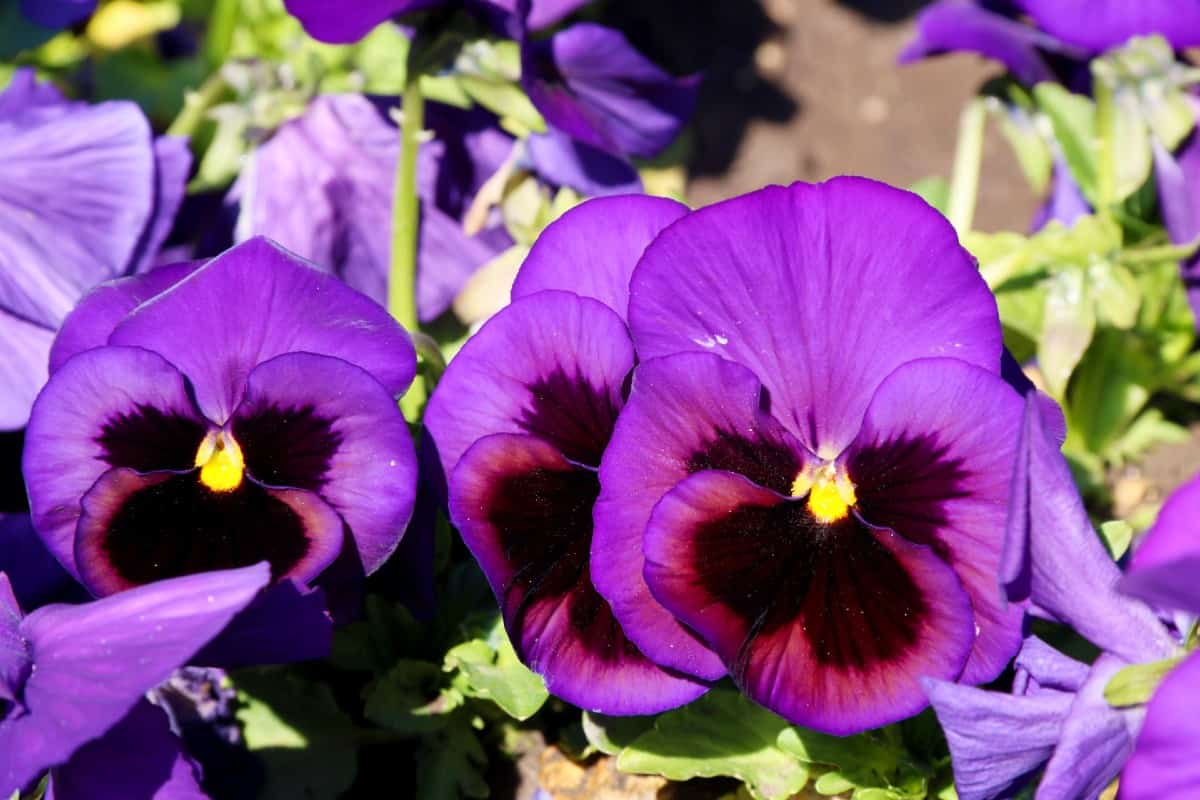 pansies are bright and cheerful flowers