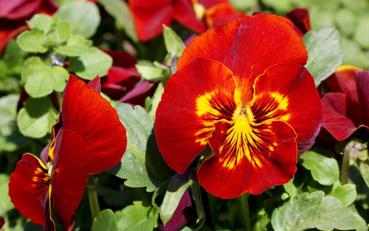 pansies look great in hanging baskets or as ground cover