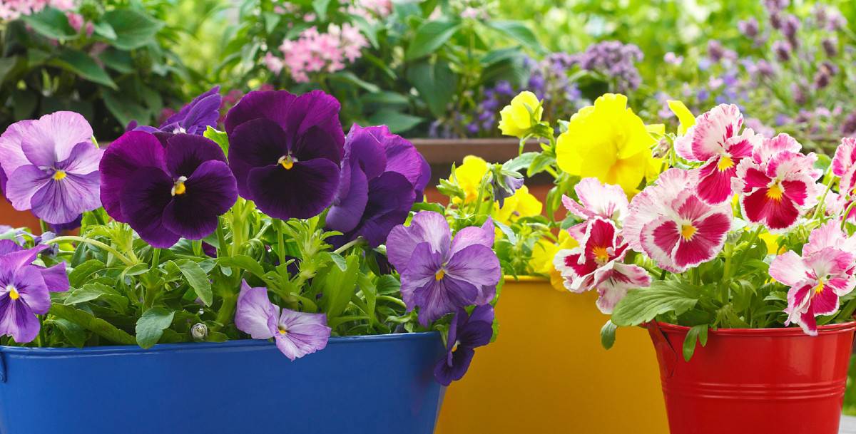 pansies are cheerful flowers