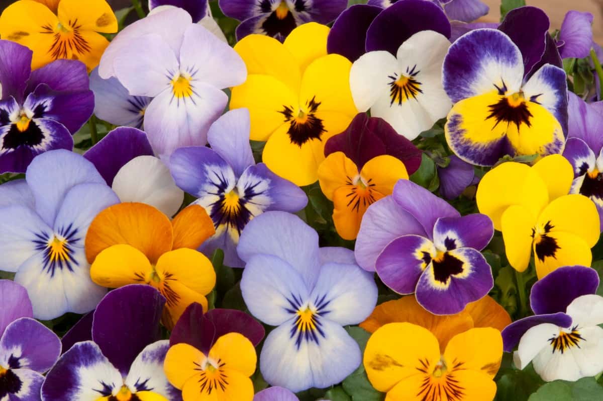 grow pansies from seed and enjoy their sweet faces on the flowers