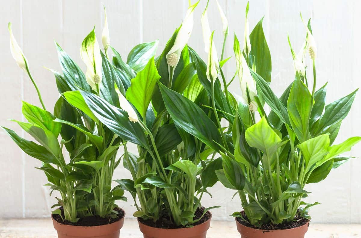 the peace lily is a potted plant that prefers indirect light