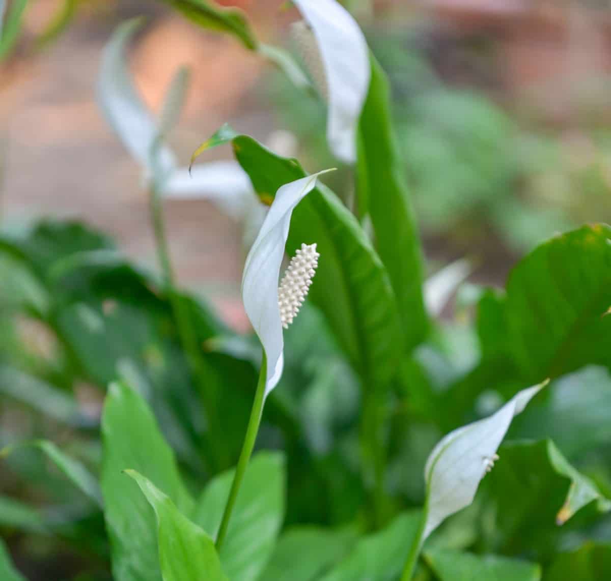 the peace lily is a classic indoor air-purifying plant