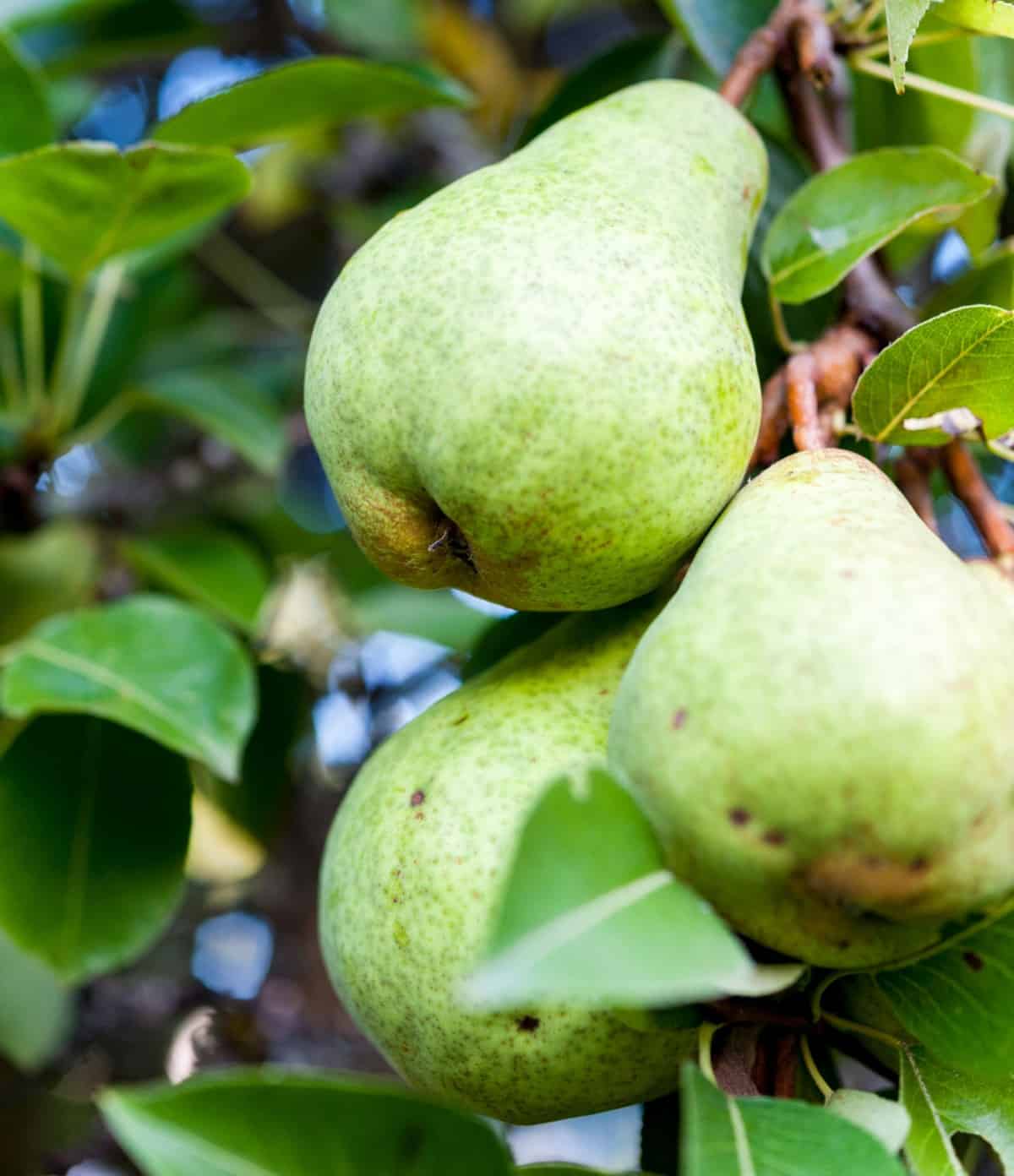 pears are one of the easiest fruit trees to grow