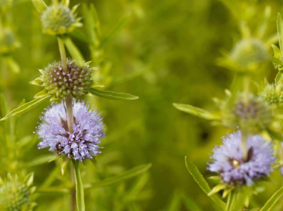 pennyroyal repels mosquitoes and many other unwanted insects