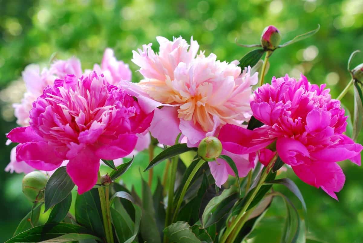 peonies offer a delightful fragrance when in bloom