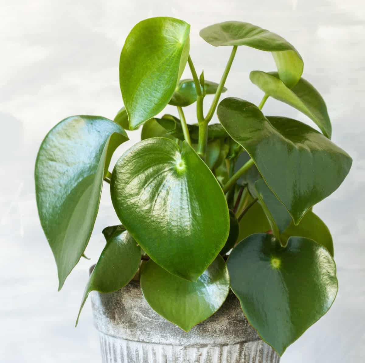 peperomia is a low maintenance tropical indoor plant