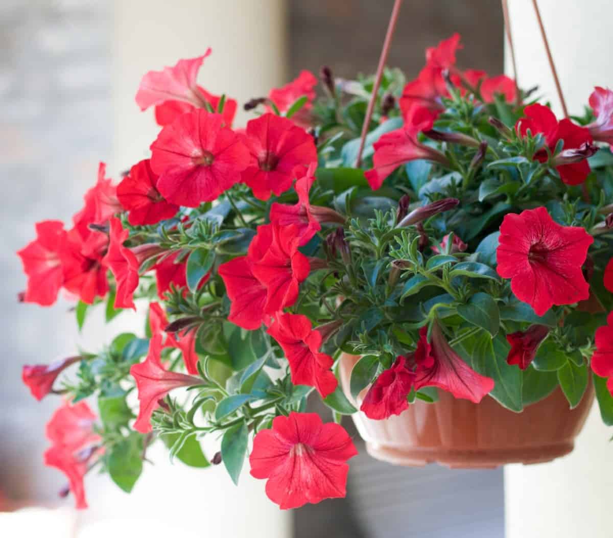 petunias have bright colors and a delightful scent