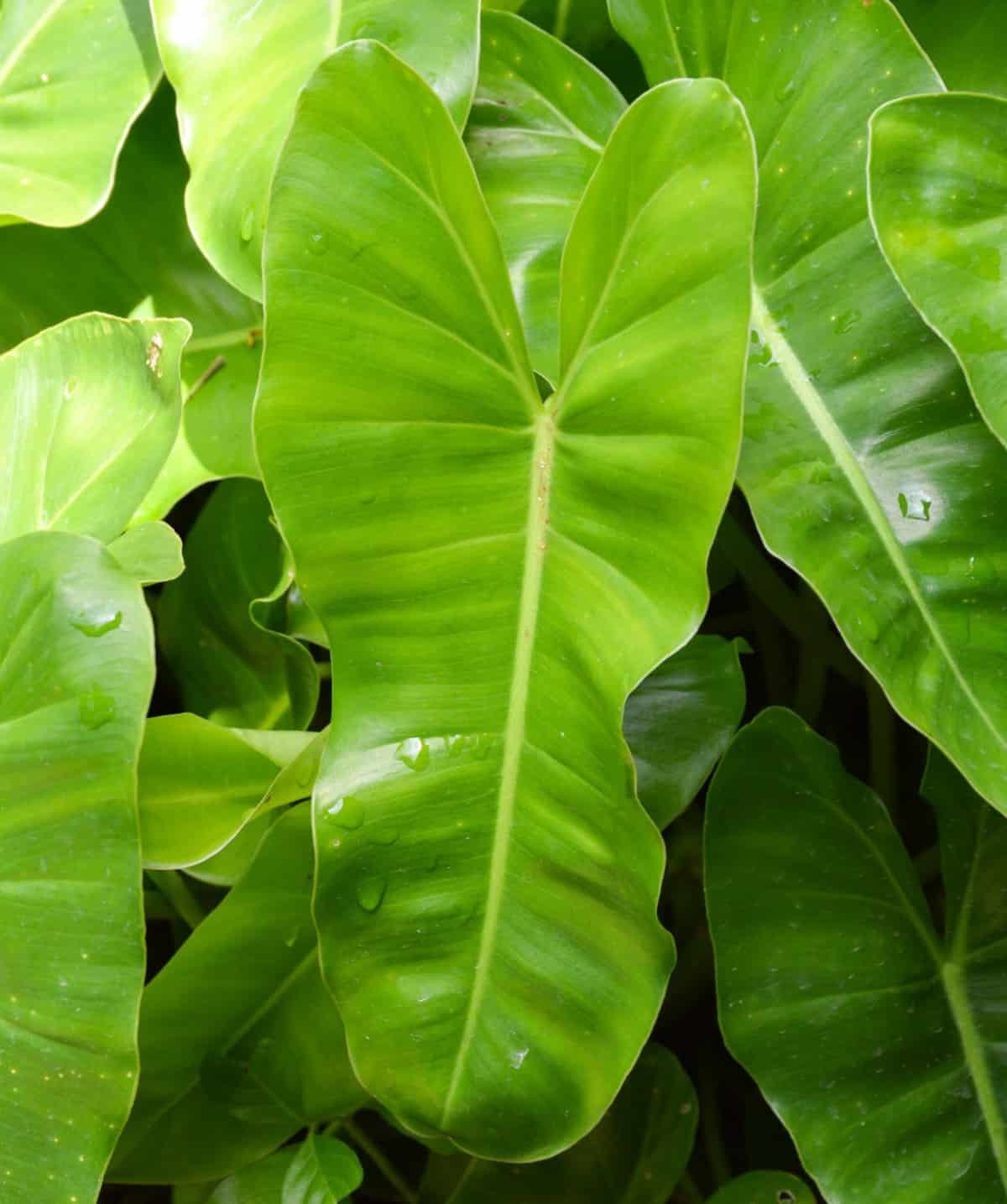 philodendron is a sturdy plant that comes in upright and trailing versions