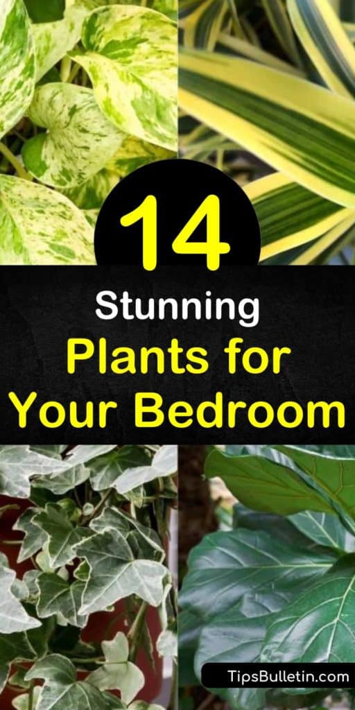 Discover how to get a better night’s sleep, remove carbon dioxide, and improve the air quality of your room with bedroom plants. Create a tranquil space in your bedroom with peace lily, aloe vera, English ivy, and pothos plants. #bedroomplants #plants #bedroom #plantsforbettersleep