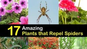 plants that repel spiders titleimg1