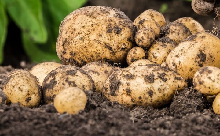 potatoes prefer cooler temperatures