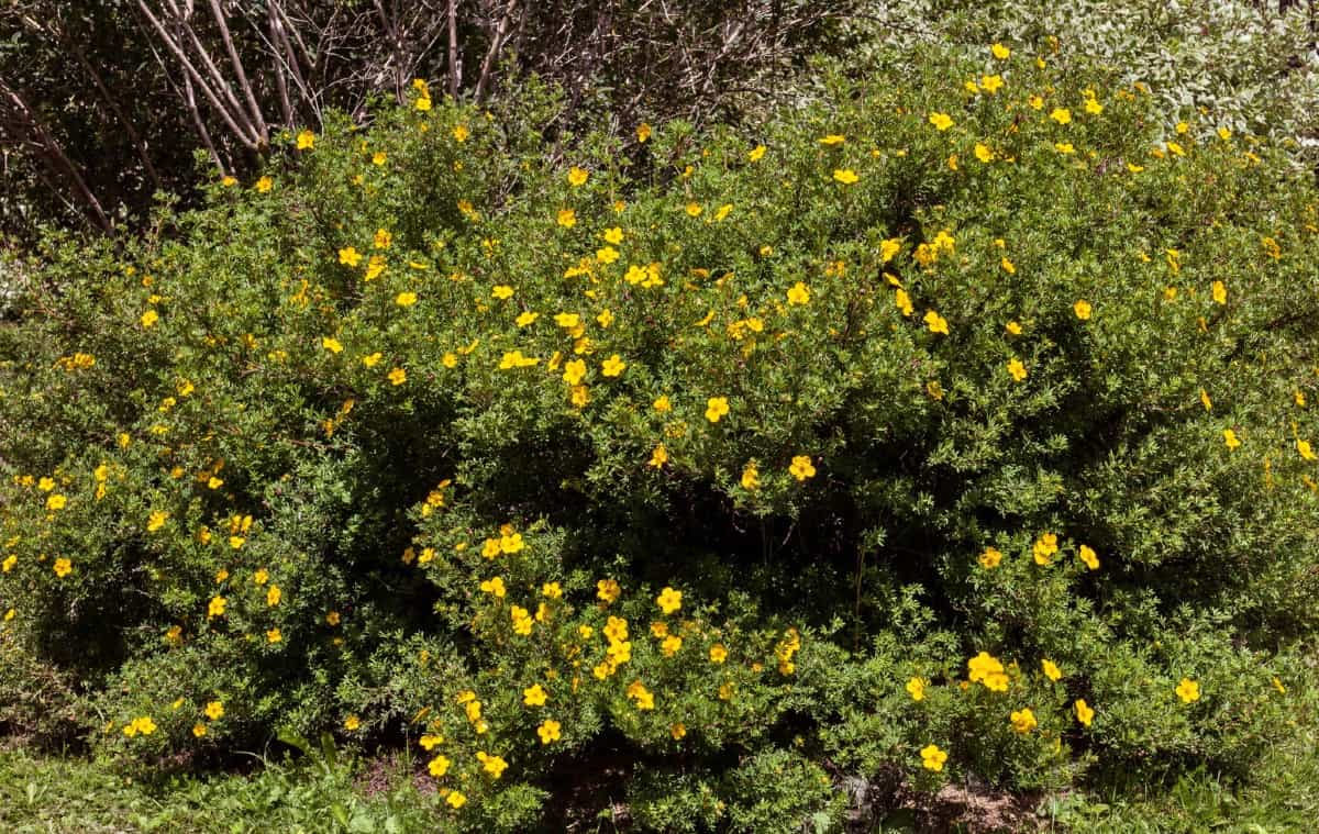 potentilla is a drought-tolerant shrub that loves the sun